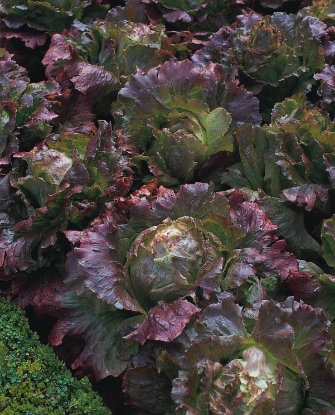 Picture of Lettuce Marvel Of Four Seasons